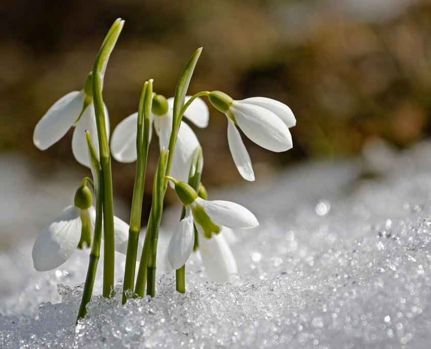 schneegloeckchen_schnee_fruehling