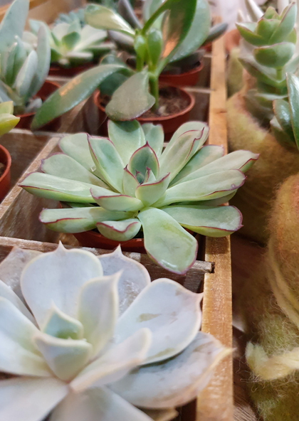 sukkulenten Echeveria