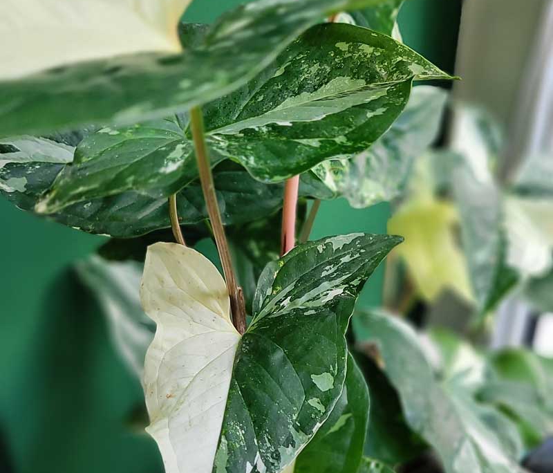 rareplantswien