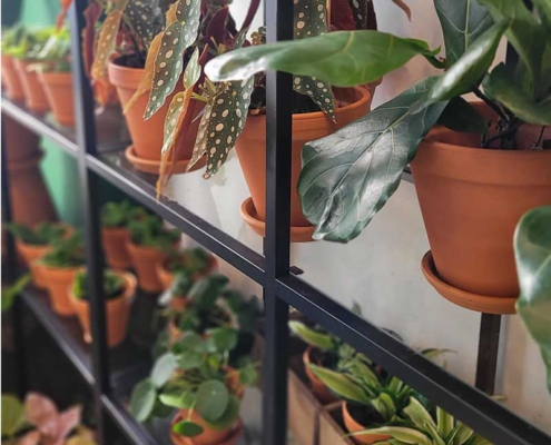 Zimmerpflanzen_plantsandmore
