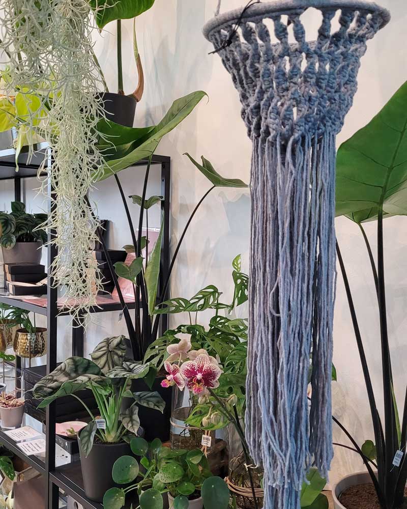 plantsandmore_zimmerpflanzenwien