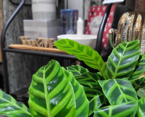 stielreich_kaiserstrasse_calathea