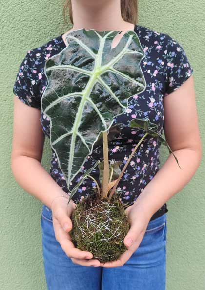 kokedama Alocasia Polly Zimmerpflanzen wien