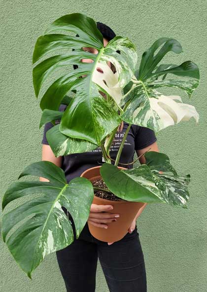 monstera deliciosa variegata rare zimmerpflanzen