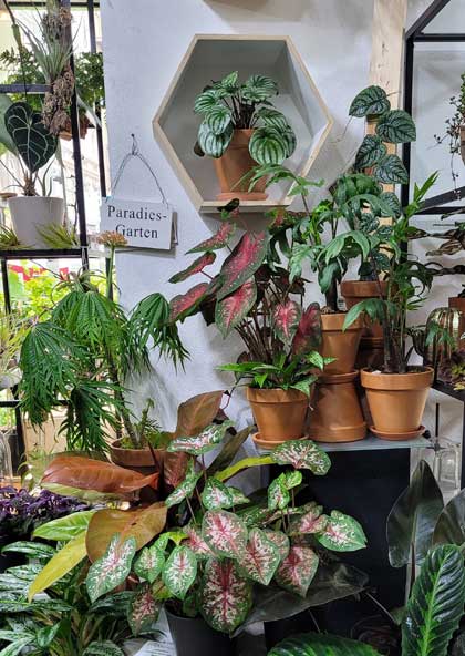 zimmerpflanzen rariäten wien gartencenter plantshop