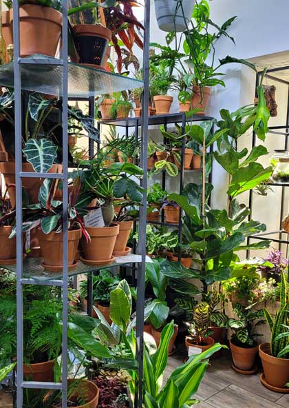 pflanzen wien plantshop 1070 wien