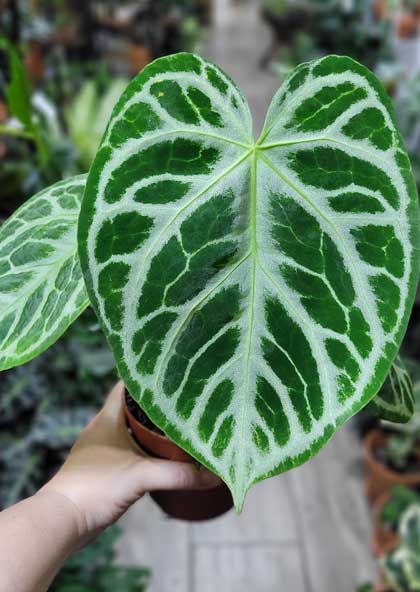 anthurium crystallinum silver queen