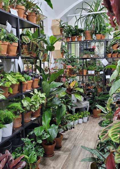 plantshop_vienna_stielreich