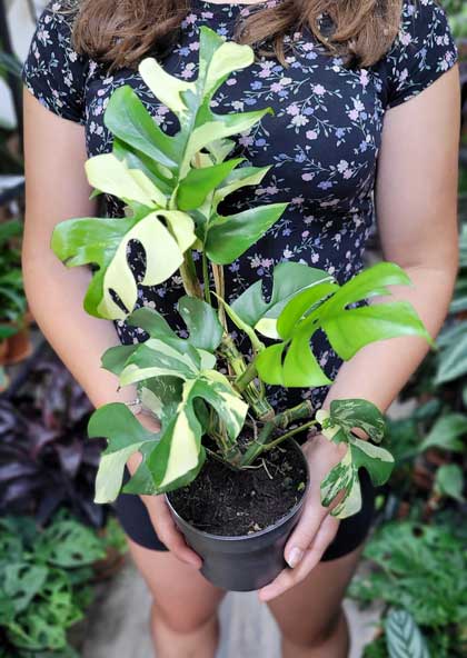 rhaphidophora tetrasperma variegata rare