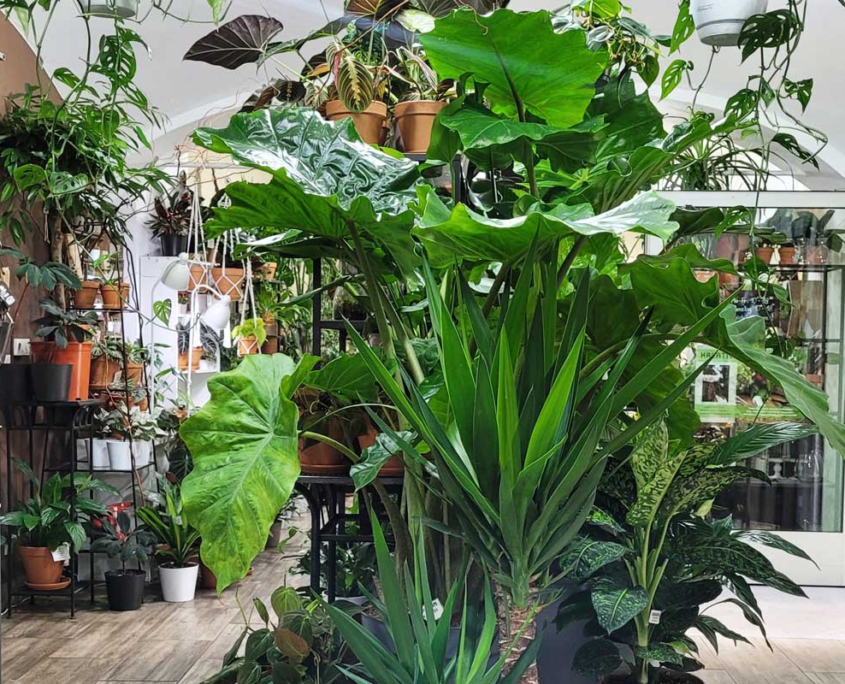 plantshop vienna zimmerpflanzen wien