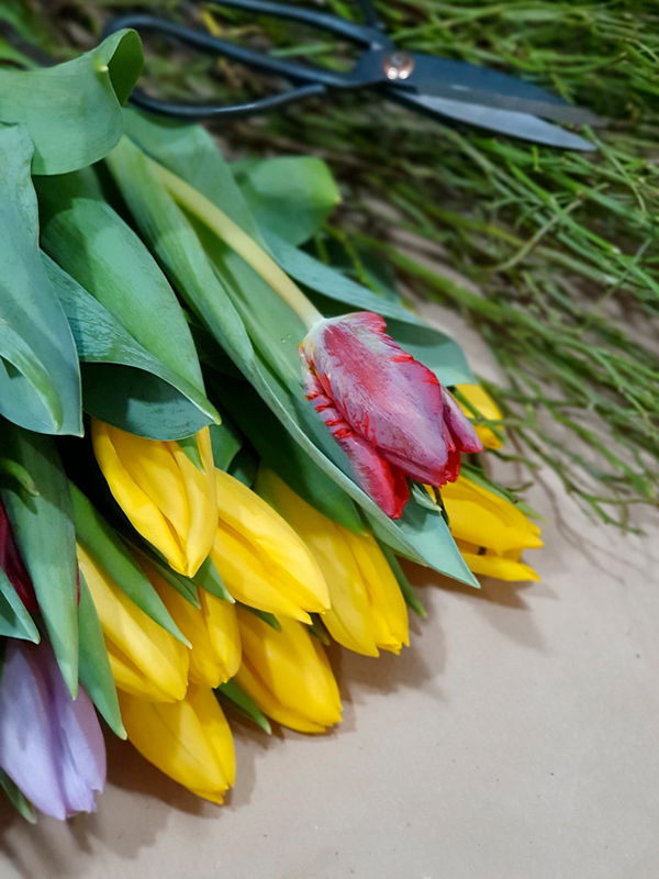 Tulpen_Frühling_Schnittblumen Tulpen_Frühling_Schnittblumen