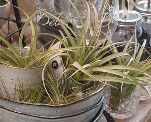 Stielreich Conceptstore Tillandsien