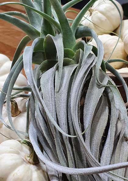 Tillandsia Luftpflanze groß