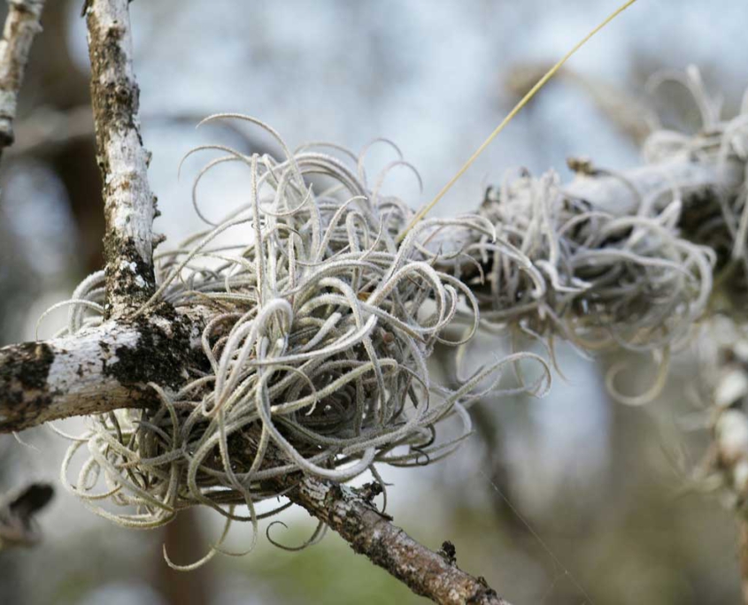 Luftpflanze natur tillandsie