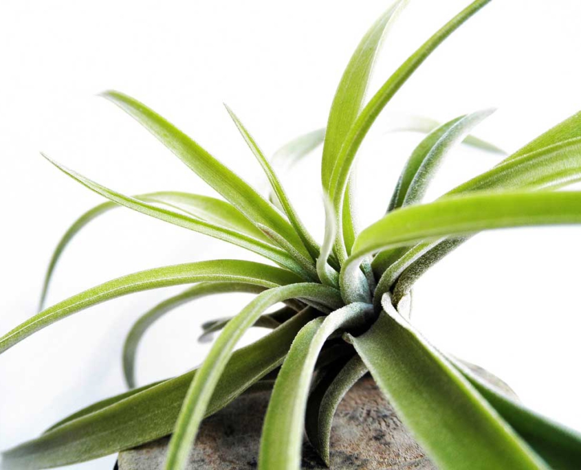 Tillandsia