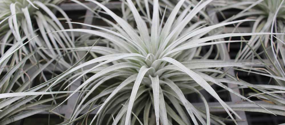 Tillandsia weiss cottoncandy