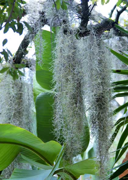 Tillandsia usnoides Luftpflanze grau