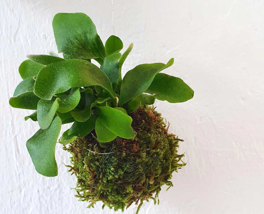 Kokedama Moosball Geweihfarn