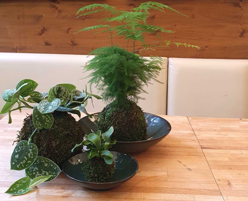 Kokedama _ Pflanzentrend aus Japan