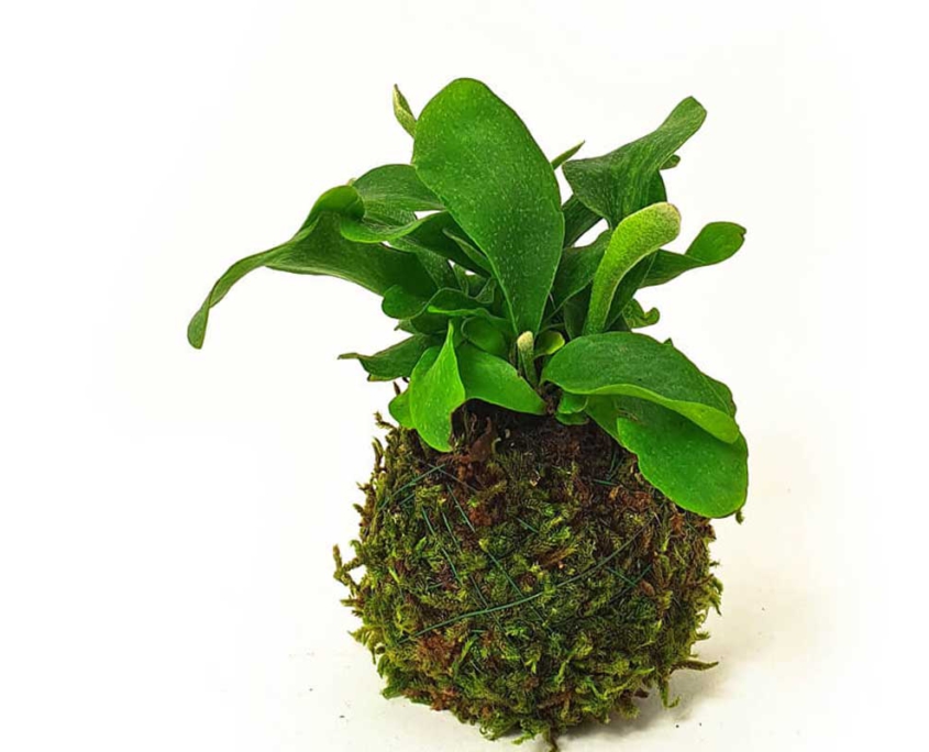 Kokedama Moosball