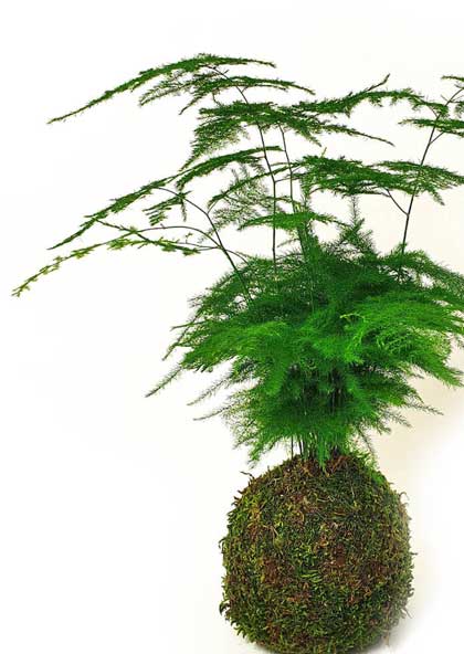 Moosball Kokedama Asparagus