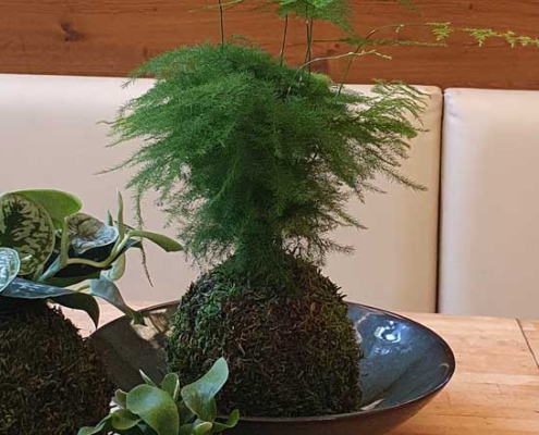Kokedama selbst gemacht