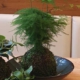 Kokedama selbst gemacht