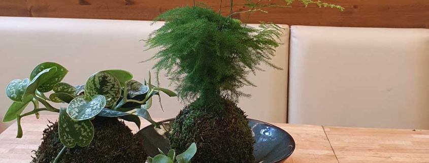 Kokedama selbst gemacht