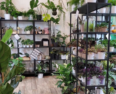 Stielreich_plantsandmore_lerchenfelderstrasse
