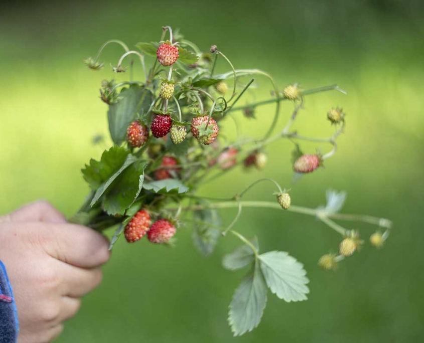 walderdbeeren_kinderhand