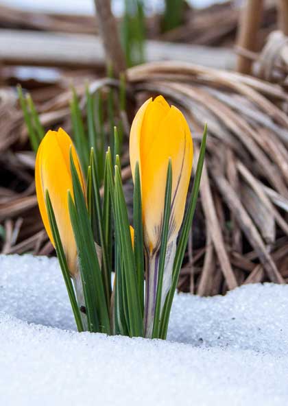 fruehlingsbluher_crocus_schnee