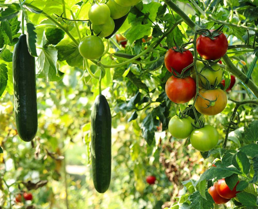 gemuese_pflanzen_tomaten_gurken