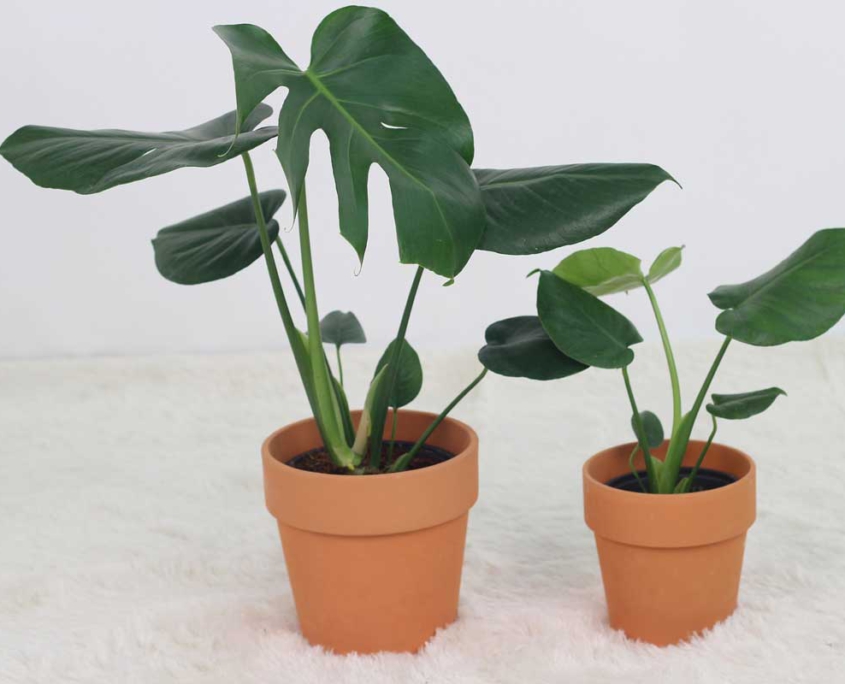 monstera deliciosa babypflanze