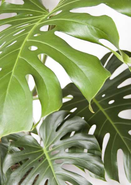 Monstera Fensterblatt