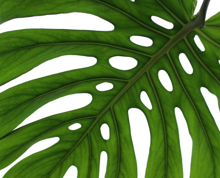 Monstera deliciosa mit Fenestration