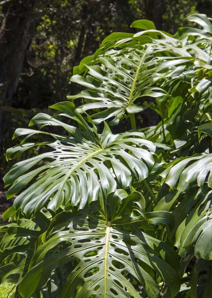 Monstera deliciosa in der Natur