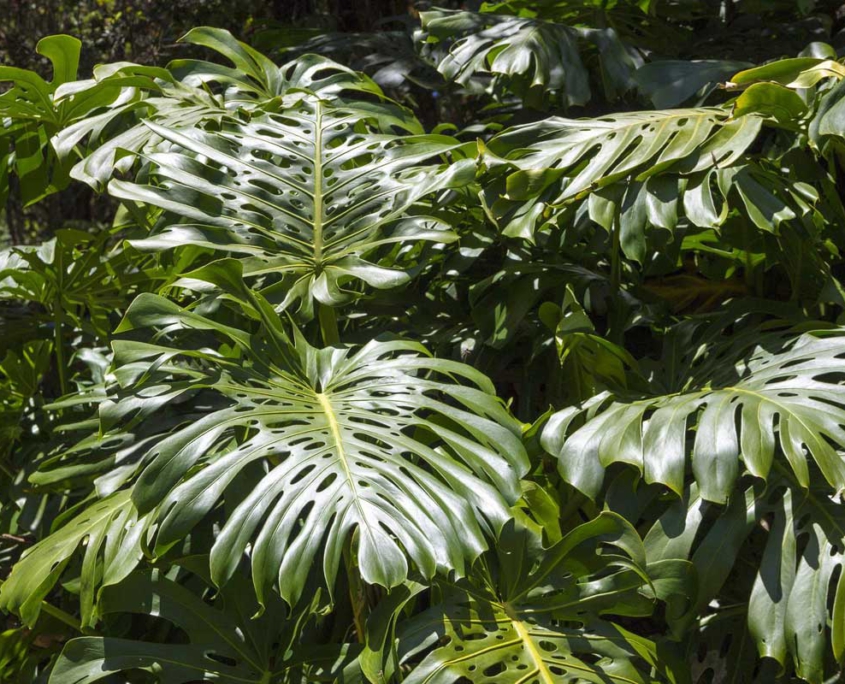 monstera deliciosa blätter