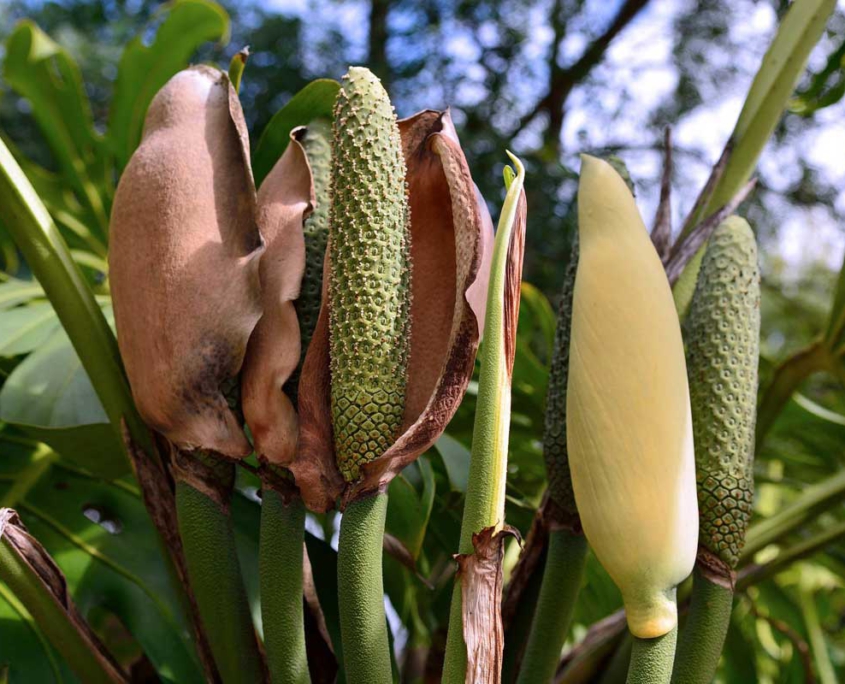 Monstera deliciosa Blütenstand