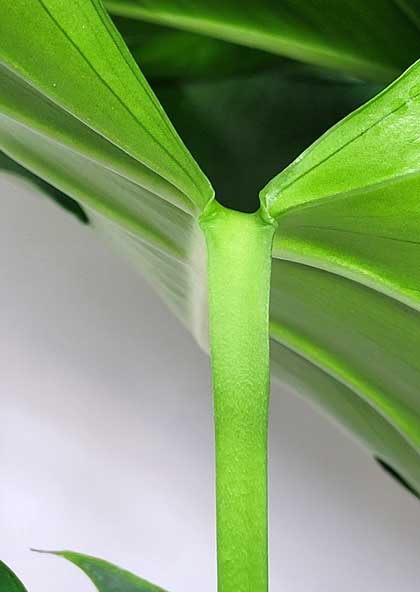 Monstera deliciosa borsigiana Stiel