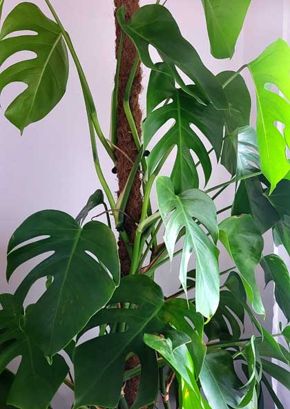 monstera deliciosa borsigiana