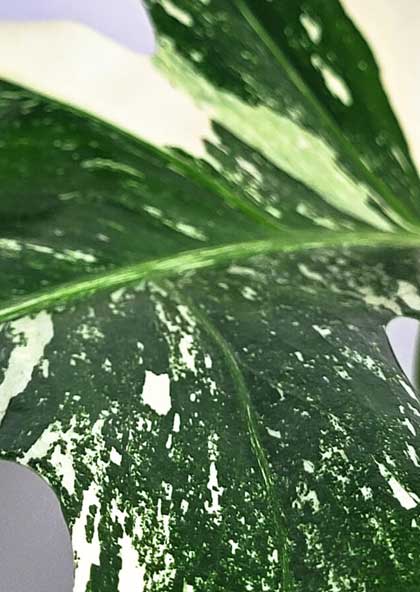 Monstera deliciosa variegata Blatt