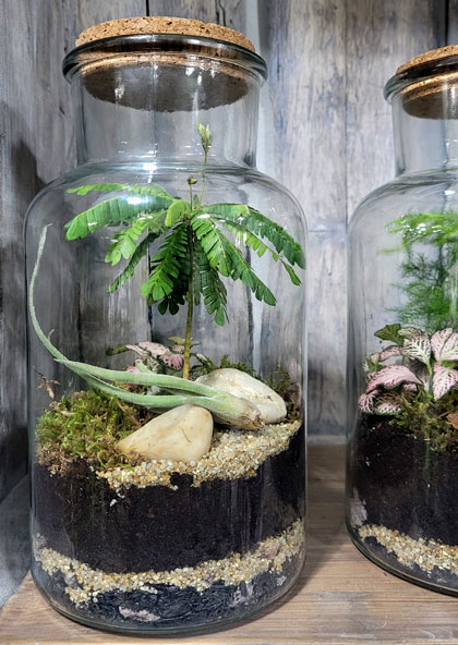 Flaschengarten_biophytum Biophytum im Glas