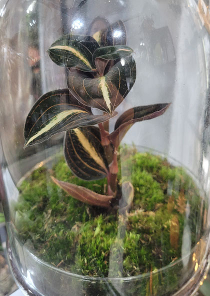 Juwelorchidee_moos_Glas Juwelorchidee Flaschengarten