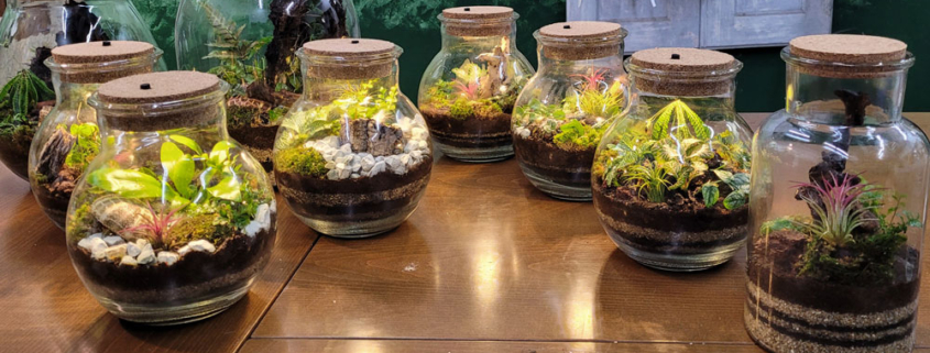 Flaschengarten kreative Gärten im Glas