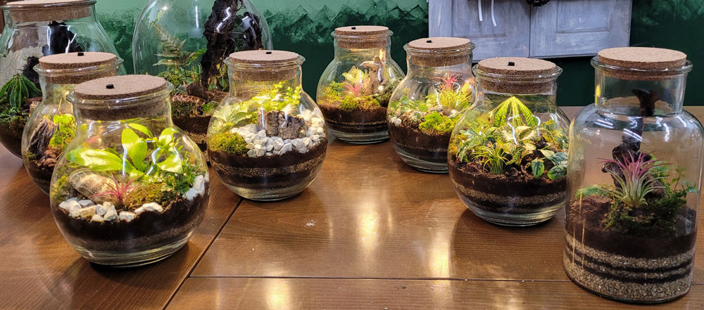Flaschengarten Pflanzen unter Glas Flaschengarten kreative Gärten im Glas