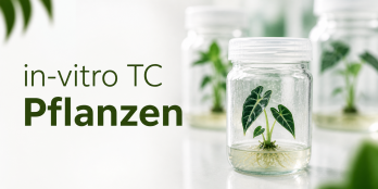 In- vitro TC Pflanzen