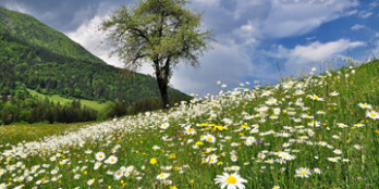 Samen und Anzucht