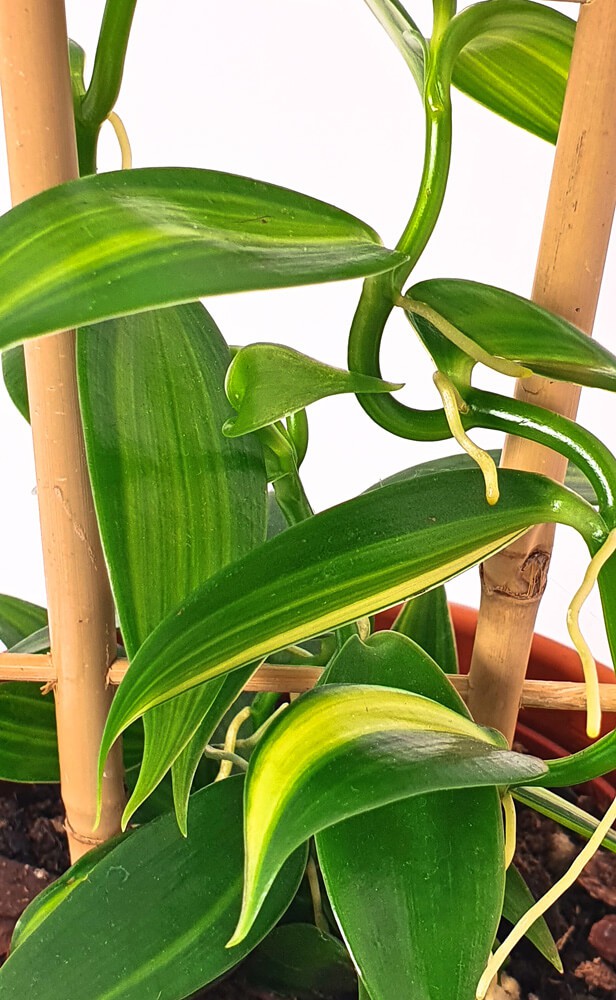 39+ Vanille Pflanze Kaufen, Eine echte vanille orchidee zu kaufen