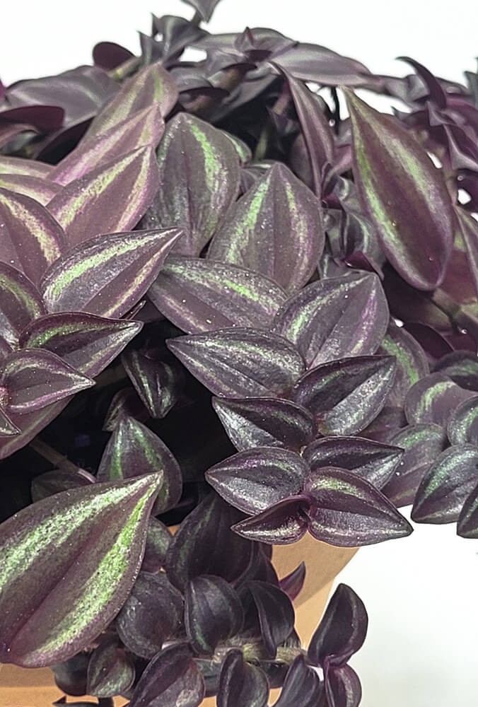 Stielreich PFLANZEN stielreich.at Tradescantia zebrina