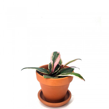 Hoya carnosa Tricolor Flamingo Dream Babypflanze 12 cm